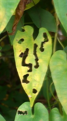 mini_181028_0756.JPG