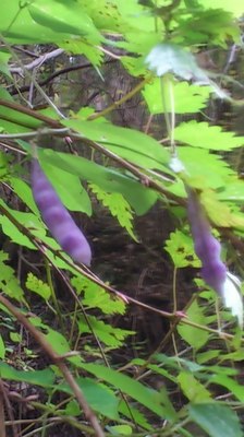 mini_181031_1114.JPG