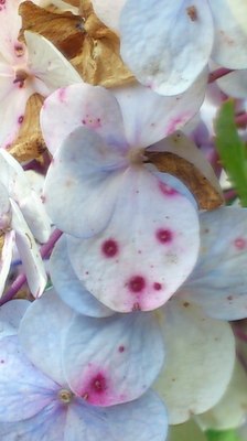 mini_181031_1133.JPG
