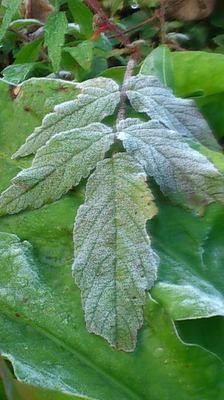 mini_181102_0709.JPG