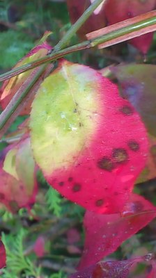 mini_181105_07330001.JPG