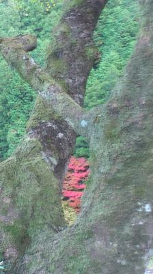 mini_181106_1610.JPG