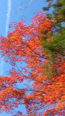 mini_181107_1029.JPG